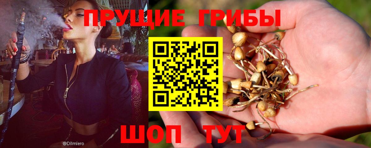 Старая Купавна  Галлюциногенные грибы Psilocybine cubensis  Вход с VPN 